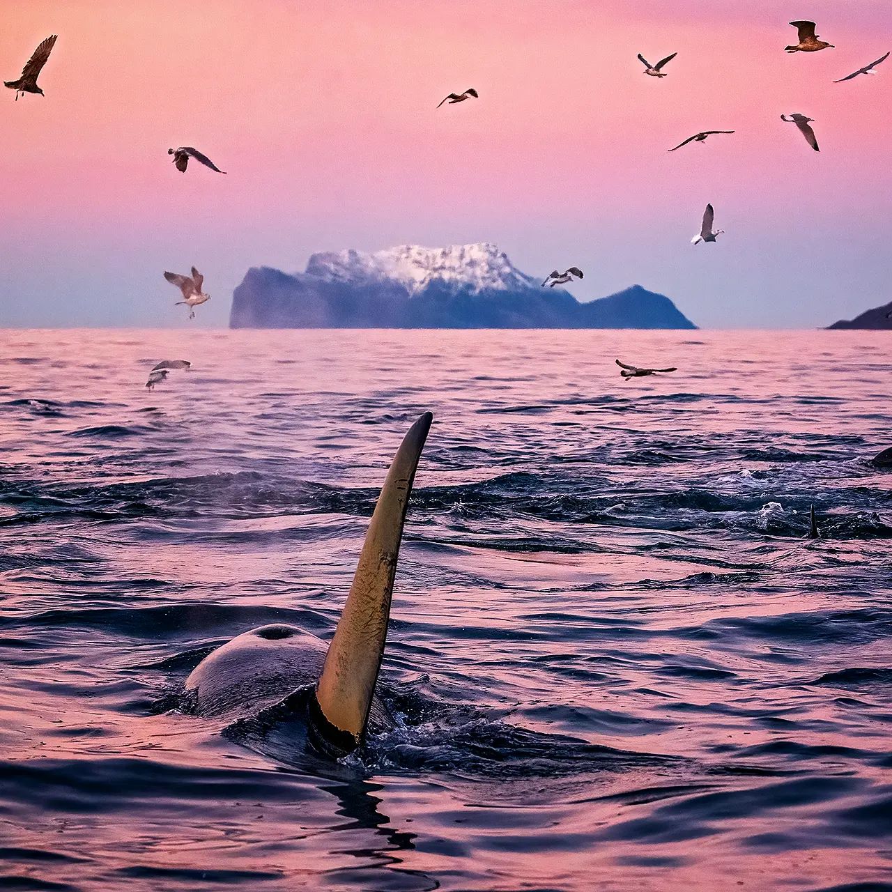 Горбатый кит чуть не проглотил дайвера во время съемок косаток: вот как это выглядело