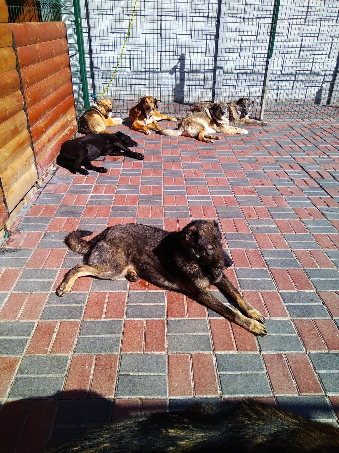 &quot;Умоляем людей о помощи&quot;: семейному приюту для собак срочно нужна поддержка