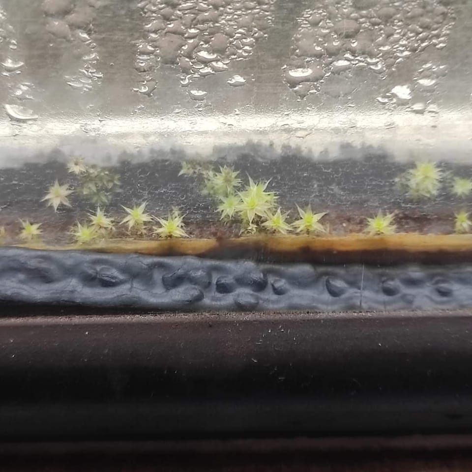 Укрзалізницю розкритикували через "екопоїзд" з рослинами на брудних вікнах (фото)