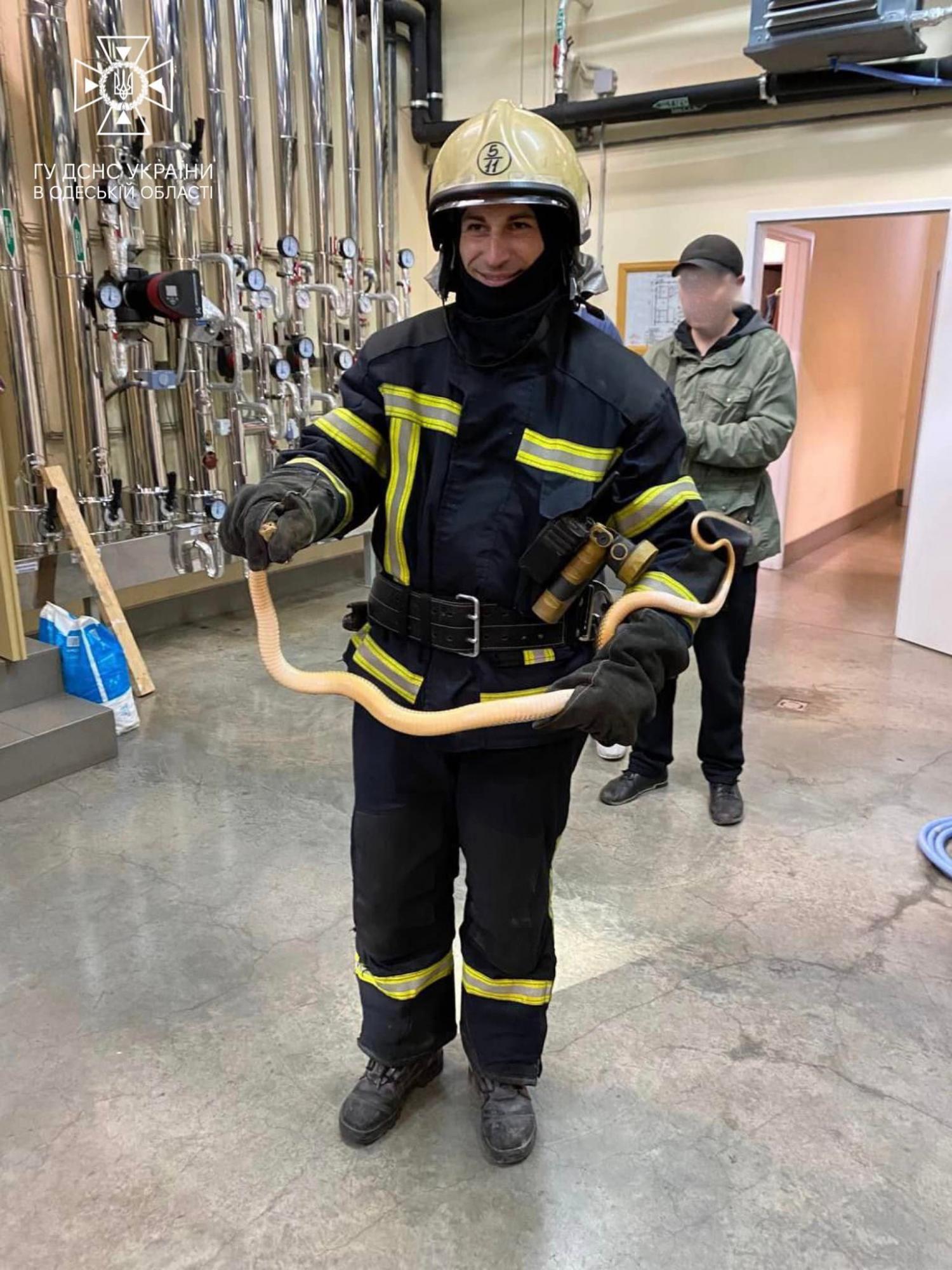 В Одессе из электрощитовой достали огромную змею: фото находки