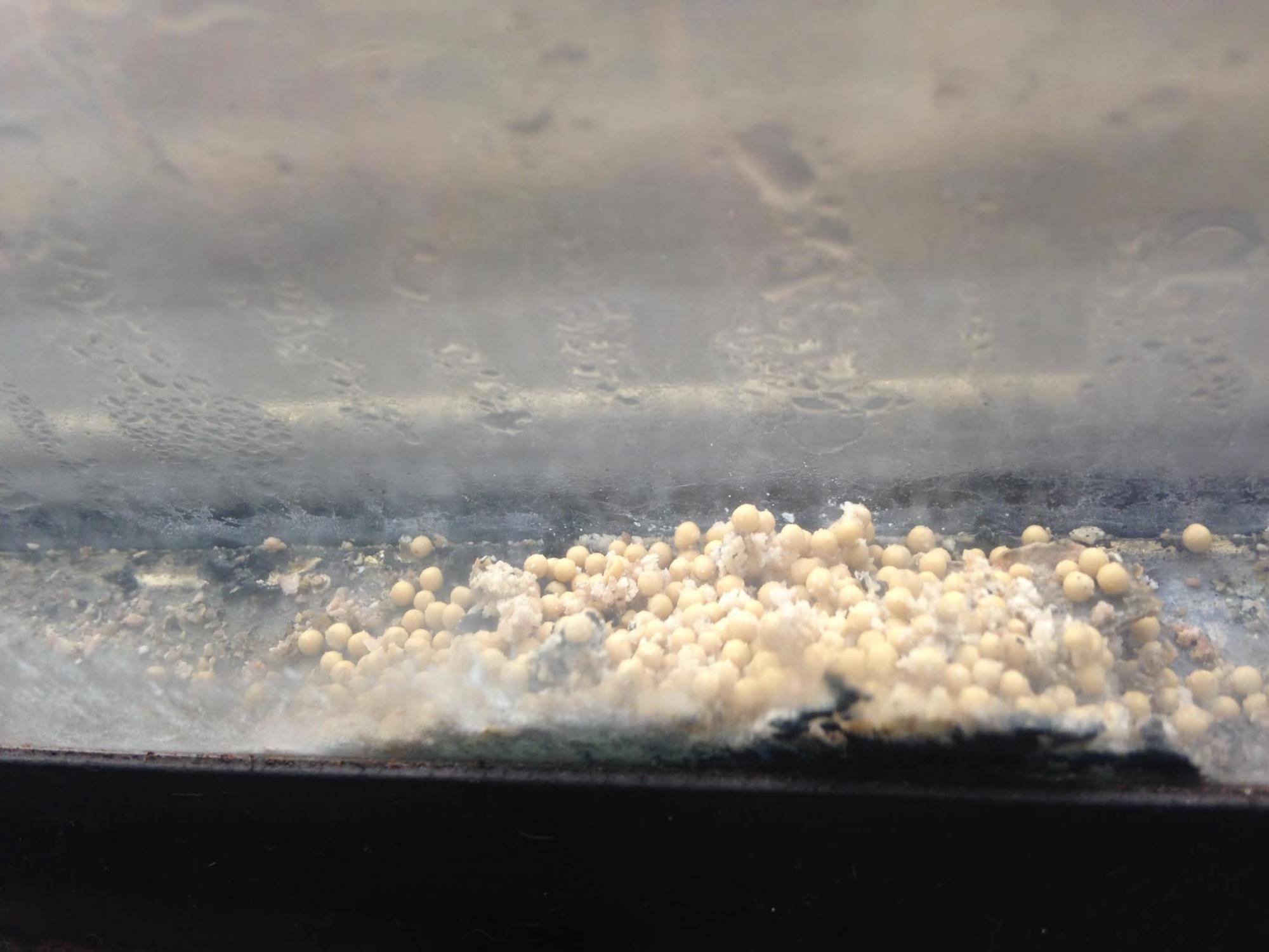 Укрзалізницю розкритикували через "екопоїзд" з рослинами на брудних вікнах (фото)