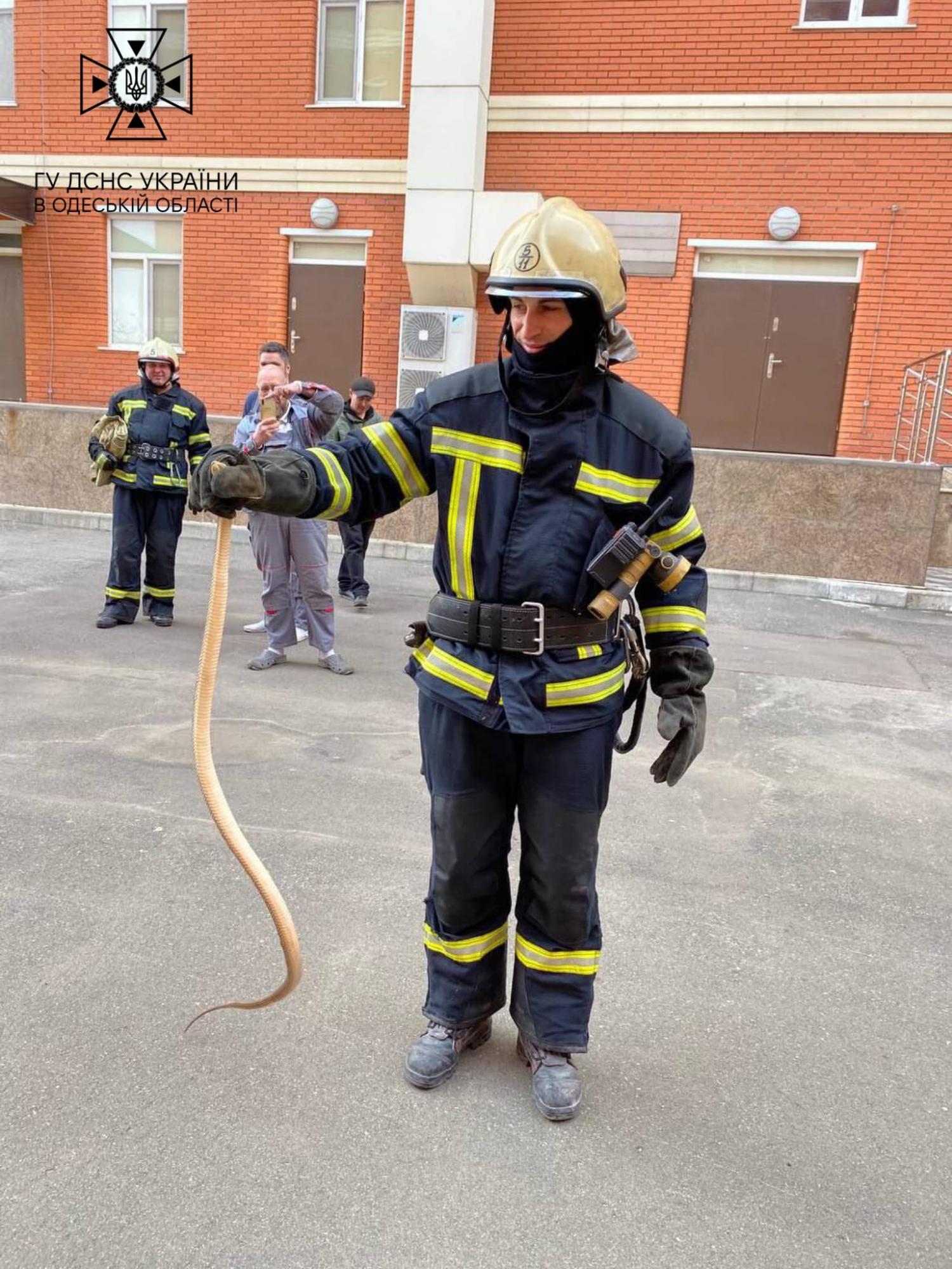 В Одессе из электрощитовой достали огромную змею: фото находки