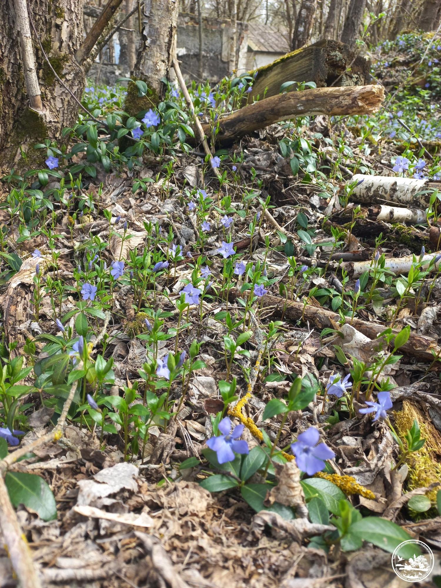 Его сок - яд. В Чернобыле зацвело растение, которое украинцы считают магическим (фото)