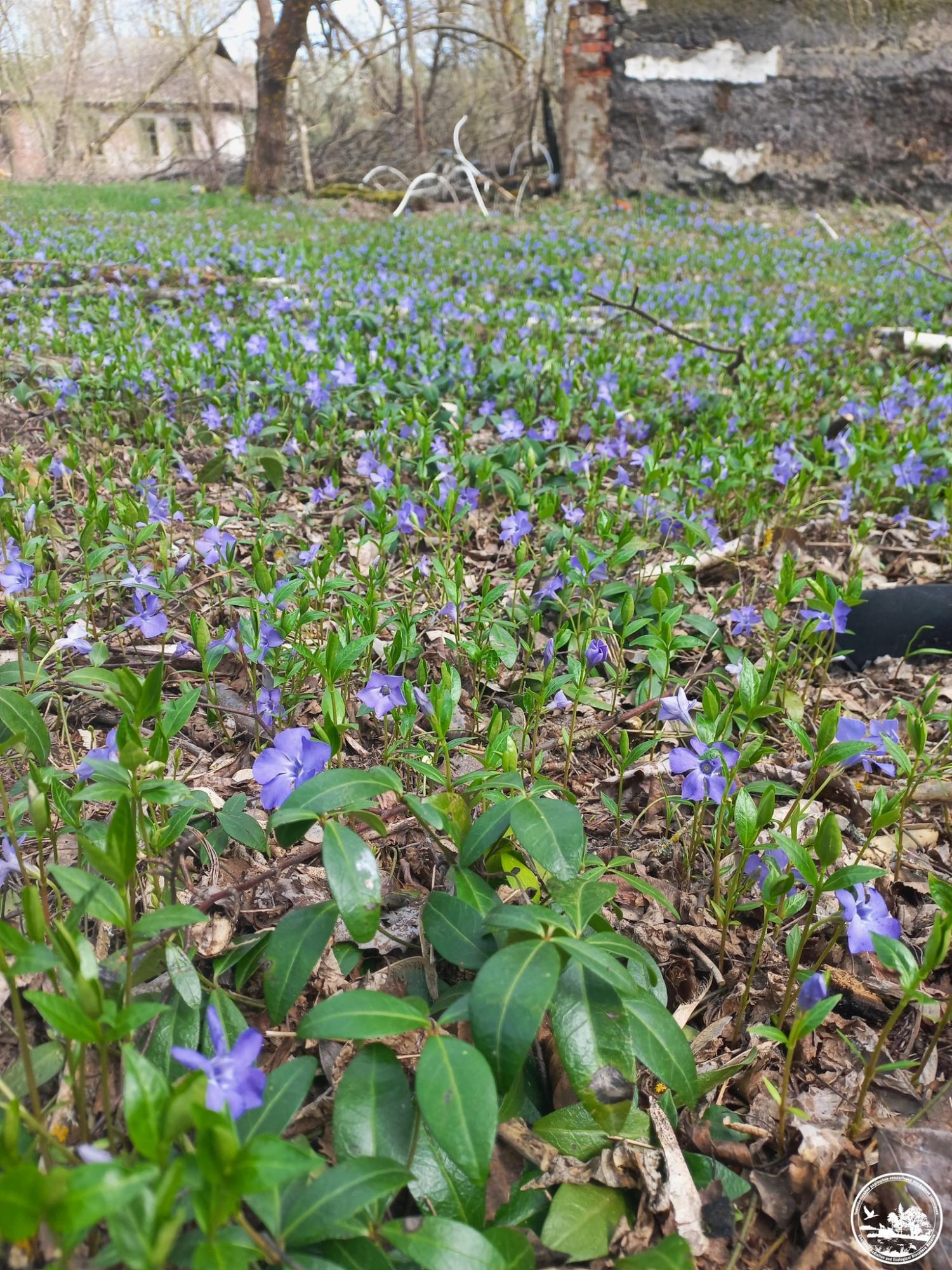 Его сок - яд. В Чернобыле зацвело растение, которое украинцы считают магическим (фото)