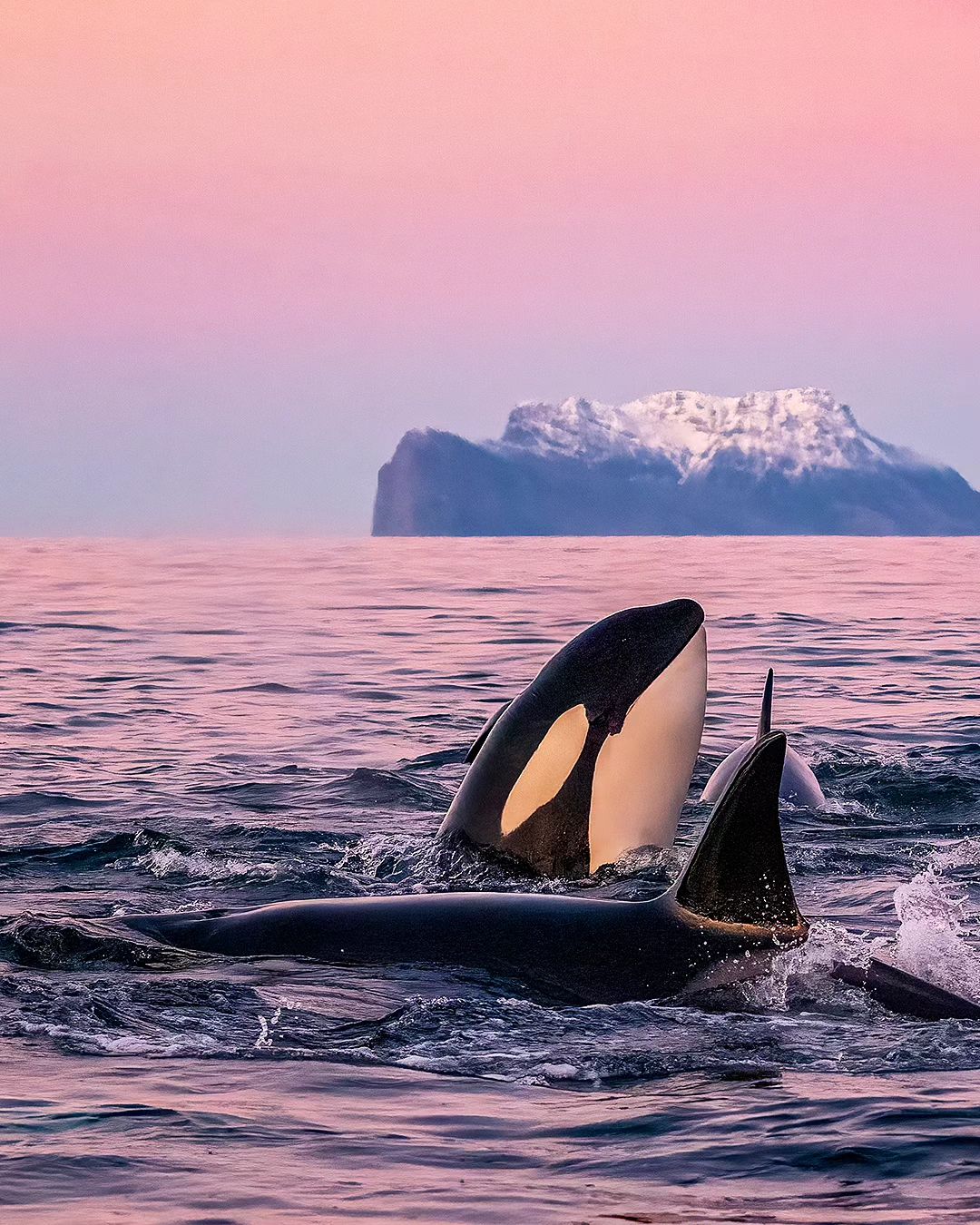 Горбатый кит чуть не проглотил дайвера во время съемок косаток: вот как это выглядело