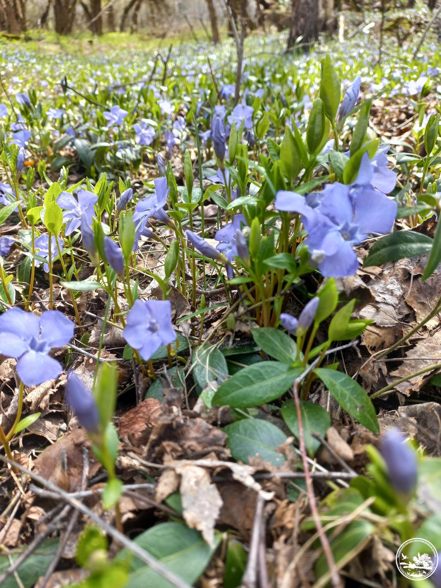 Его сок - яд. В Чернобыле зацвело растение, которое украинцы считают магическим (фото)