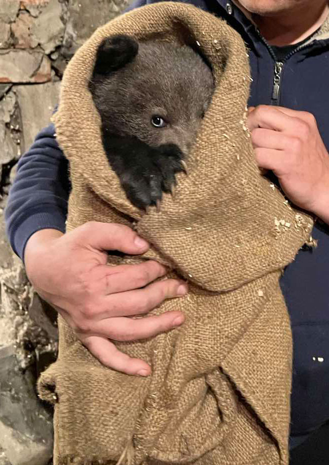 У Закарпатській області знайшли маленьке ведмежа: милі фото тварини