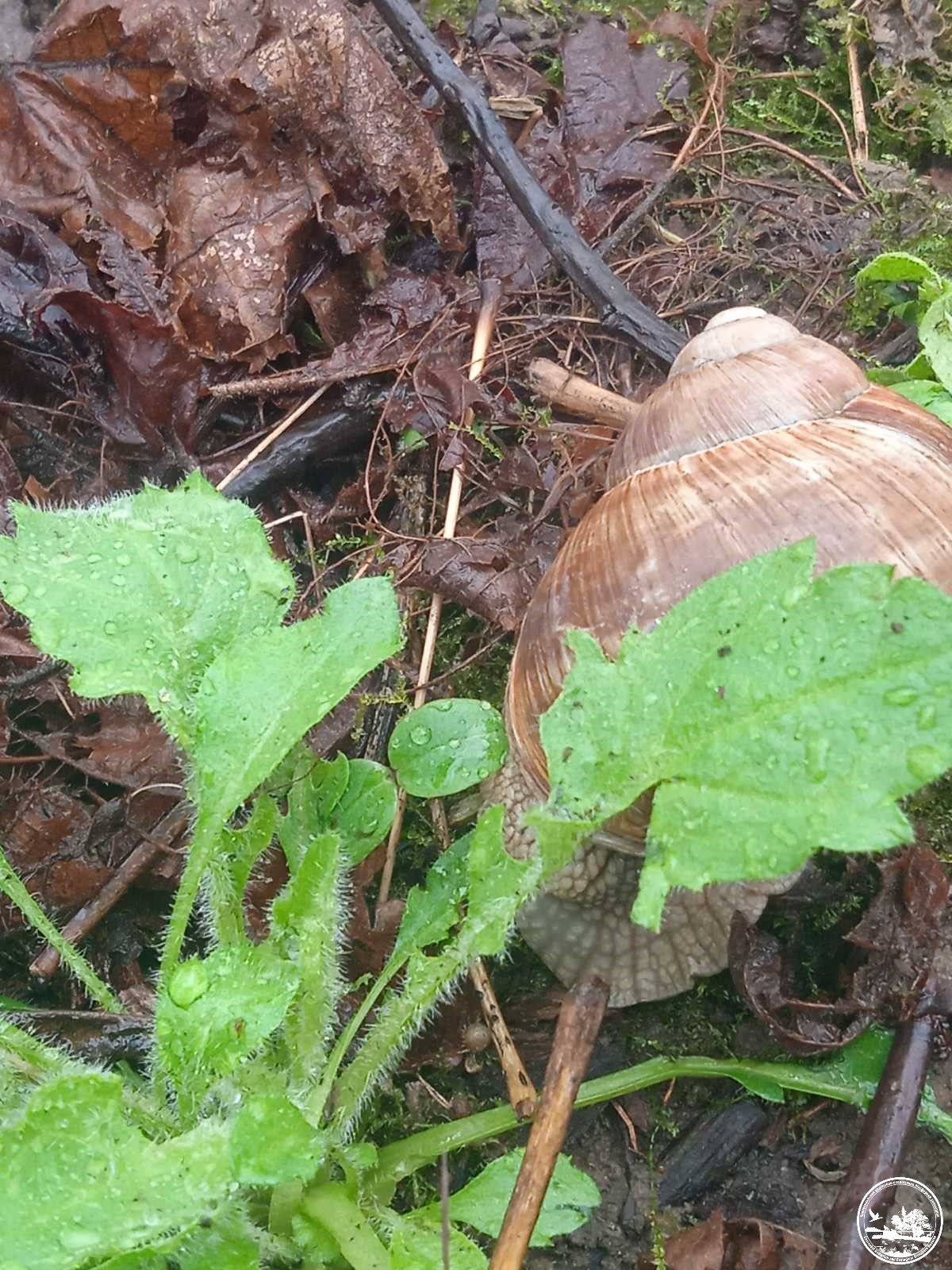 Зубів більше, ніж в акули. У Чорнобилі показали дивовижну істоту (фото)