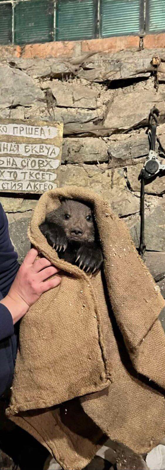 У Закарпатській області знайшли маленьке ведмежа: милі фото тварини
