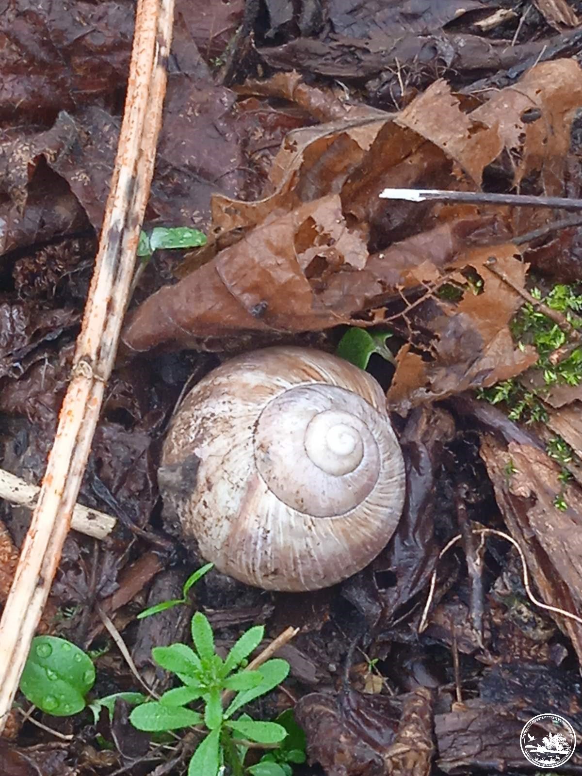 Зубів більше, ніж в акули. У Чорнобилі показали дивовижну істоту (фото)