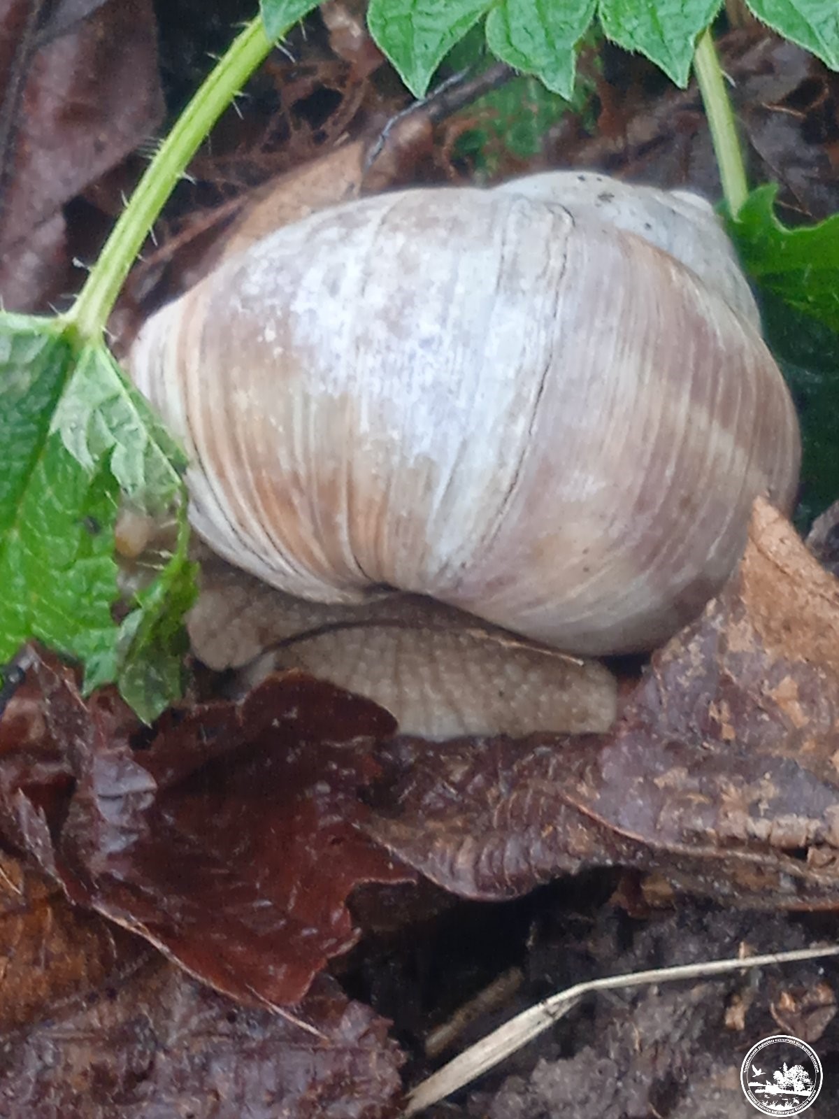 Зубів більше, ніж в акули. У Чорнобилі показали дивовижну істоту (фото)