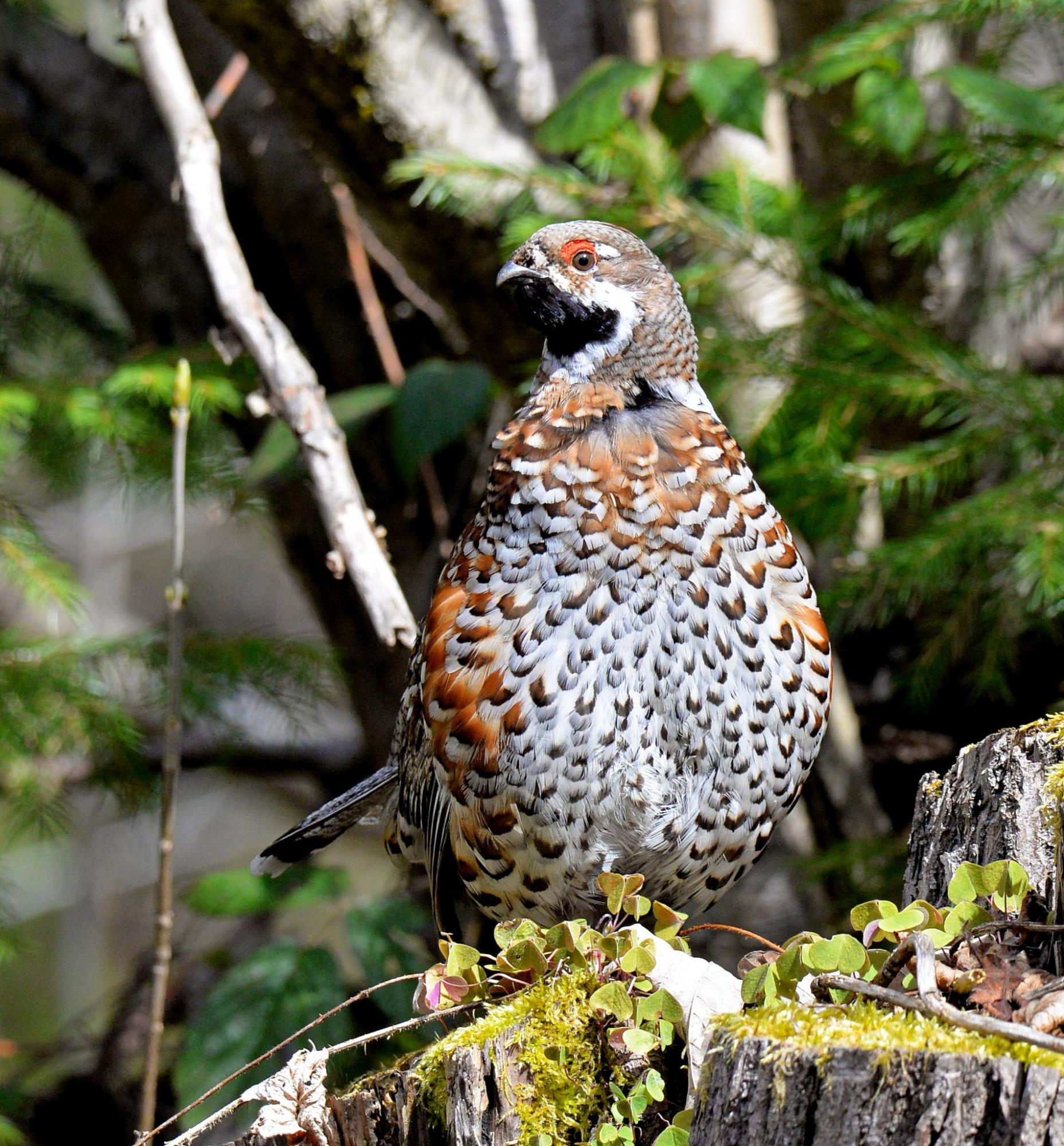 У Чорнобильській зоні помітили дуже рідкісного птаха. Дивіться, як він виглядає (фото)