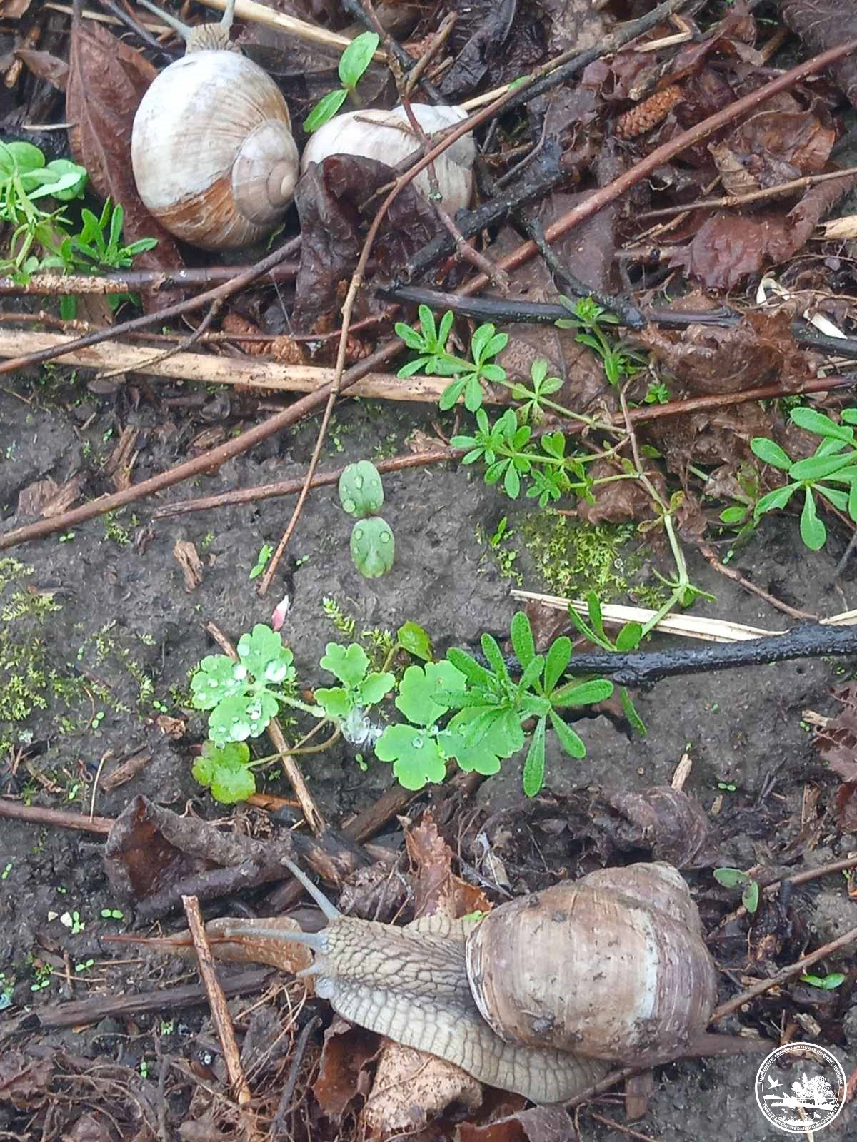 Зубів більше, ніж в акули. У Чорнобилі показали дивовижну істоту (фото)