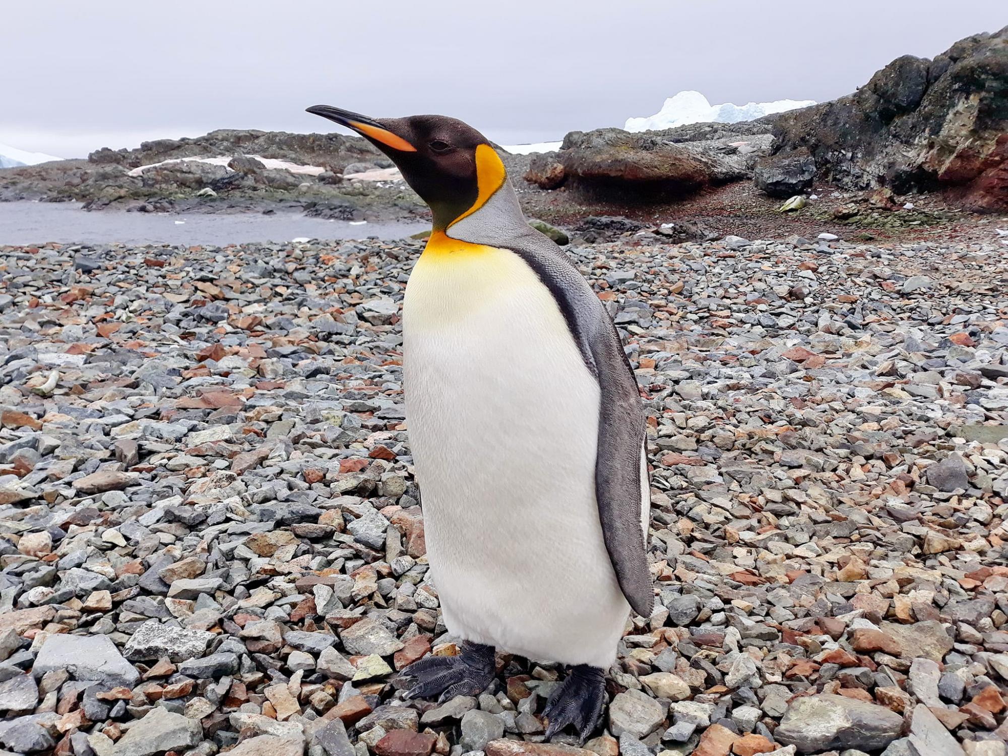 Полярники рассказали о пингвинах, которых увидеть на &quot;Вернадского&quot; - крайняя редкость (фото)