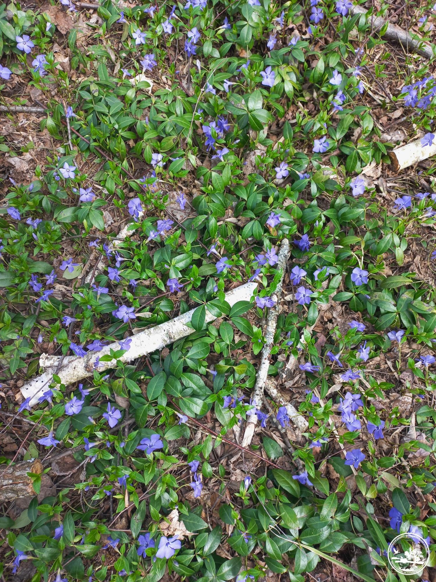 Его сок - яд. В Чернобыле зацвело растение, которое украинцы считают магическим (фото)