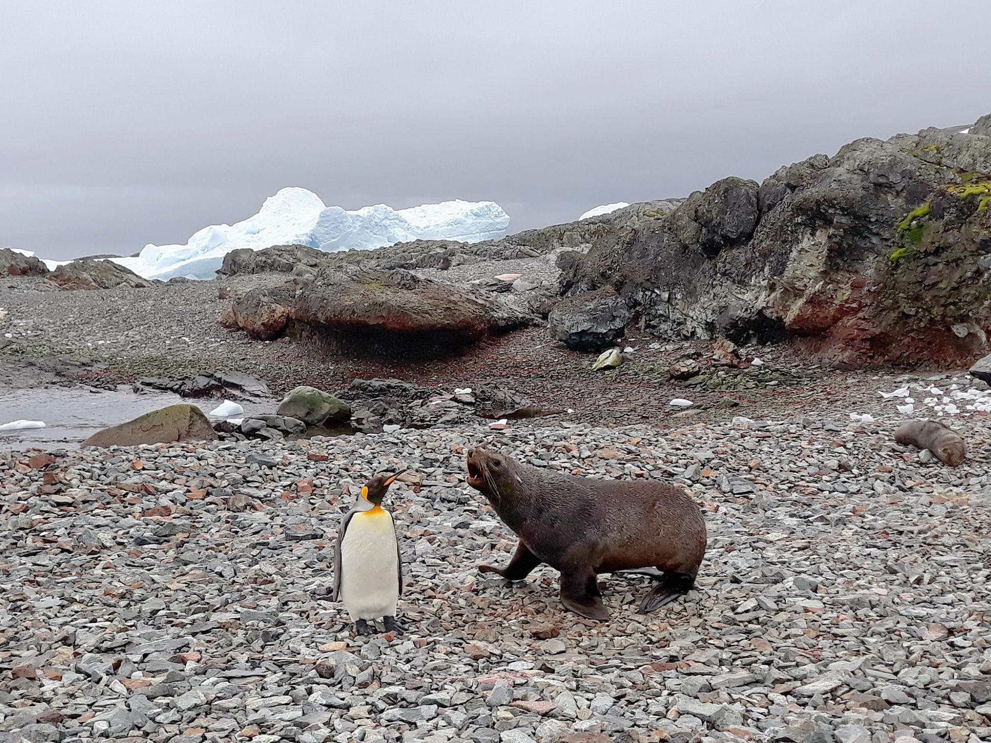 Полярники рассказали о пингвинах, которых увидеть на &quot;Вернадского&quot; - крайняя редкость (фото)