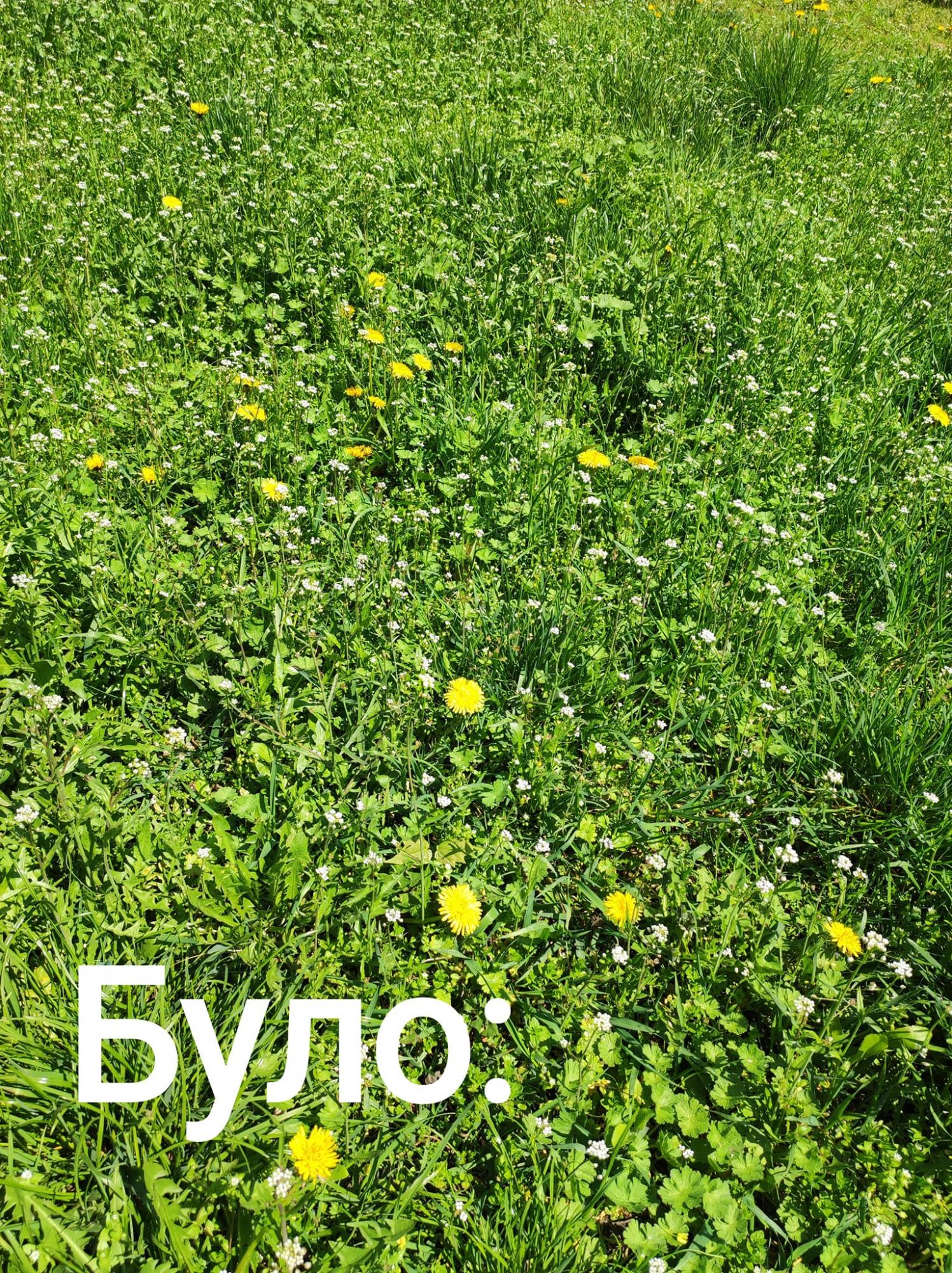 Киевляне раскритиковали борьбу коммунальщиков с весенней травой: фото до и после скашивания