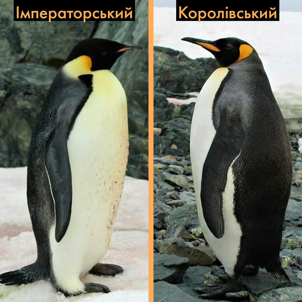 Полярники рассказали о пингвинах, которых увидеть на &quot;Вернадского&quot; - крайняя редкость (фото)