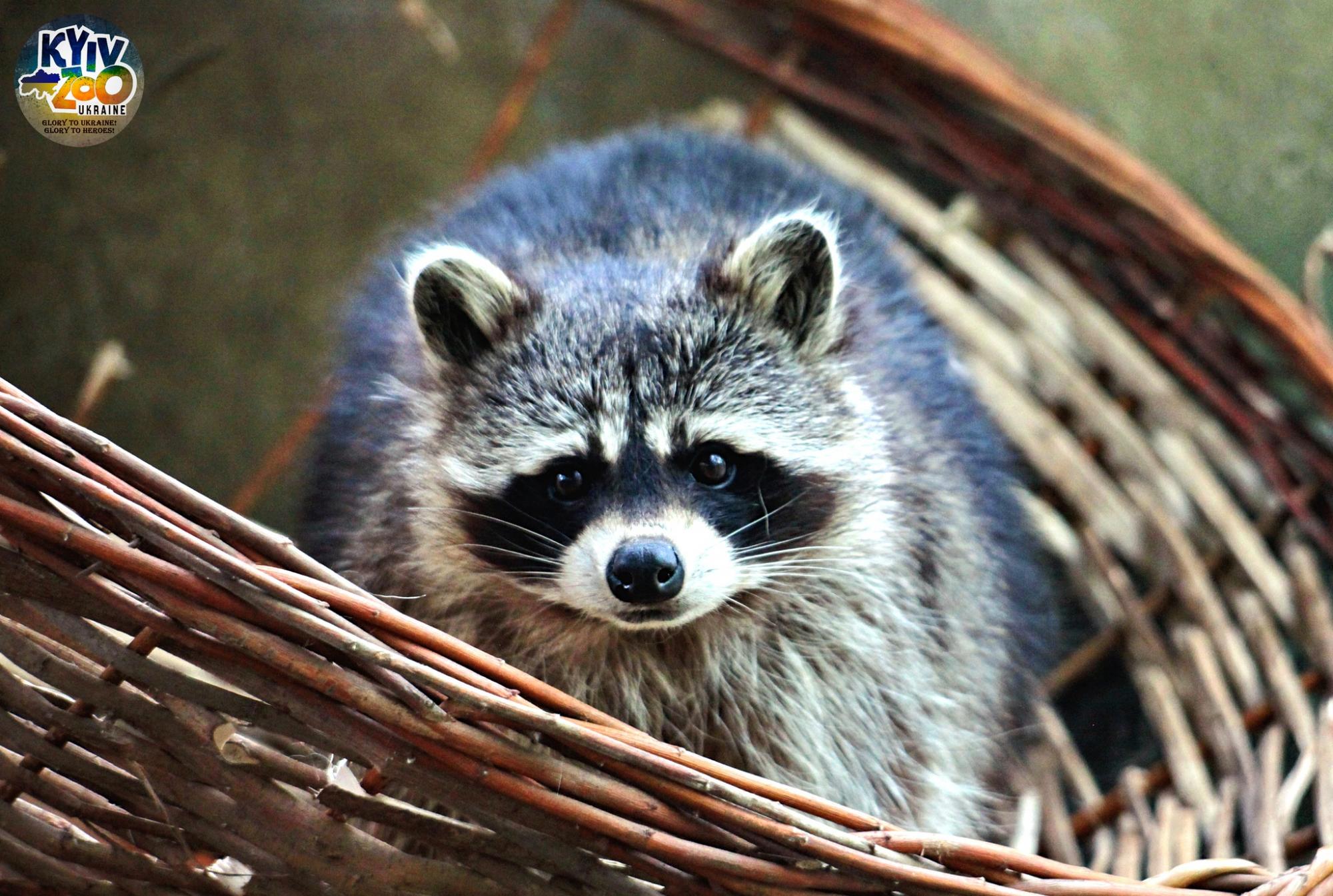 Мишки спали, а еноты не поняли: как на самом деле звери Киевского зоопарка пережили ракетную атаку