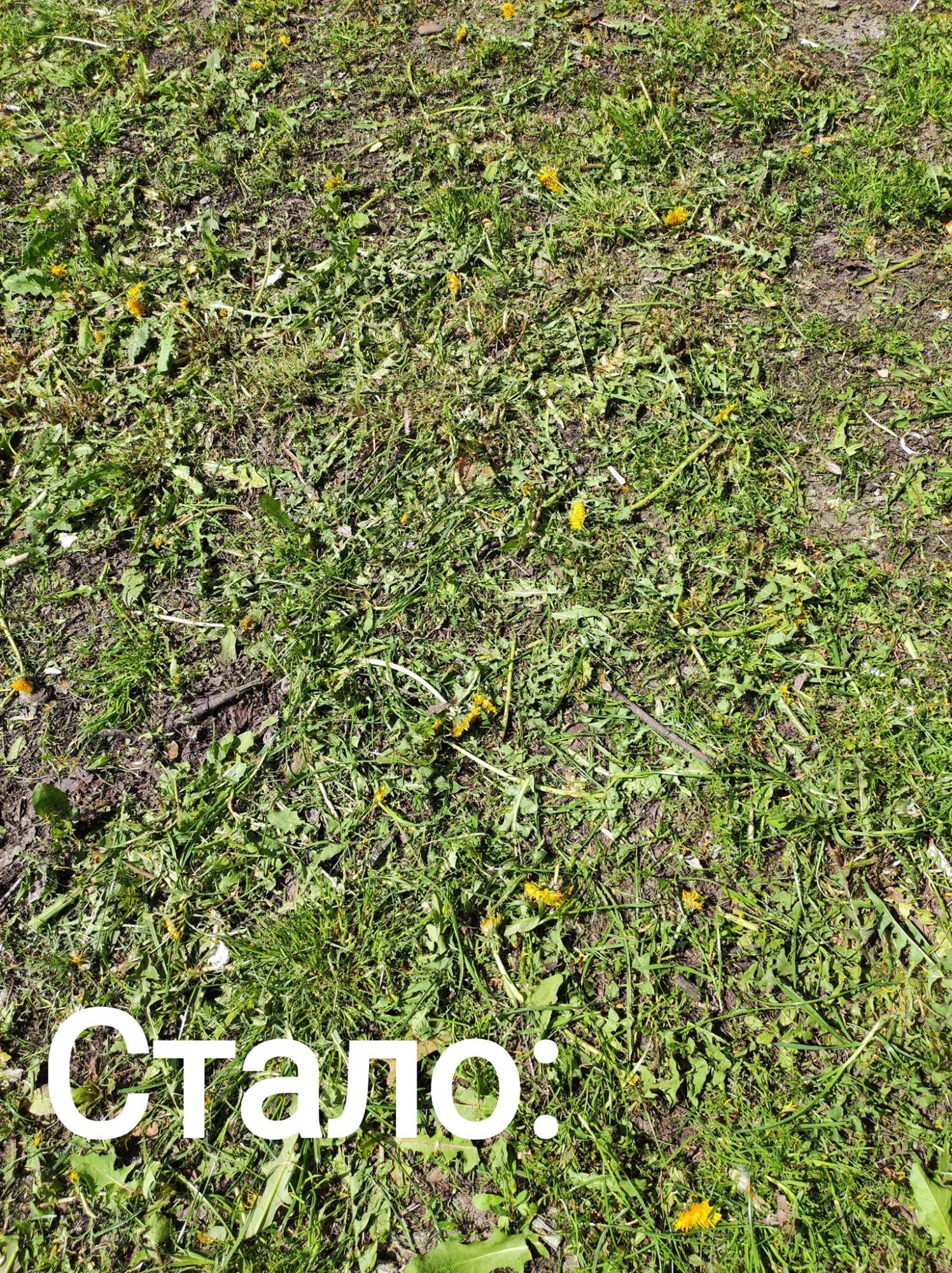 Киевляне раскритиковали борьбу коммунальщиков с весенней травой: фото до и после скашивания