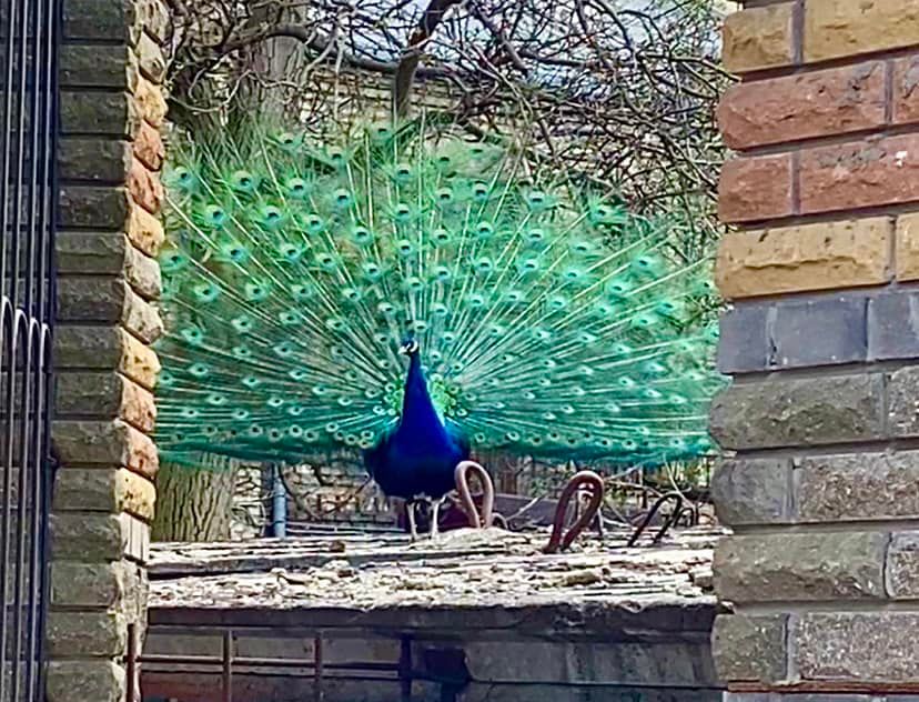 В Киеве посреди улицы заметили экзотических птиц: гуляют и &quot;поют&quot; (фото)