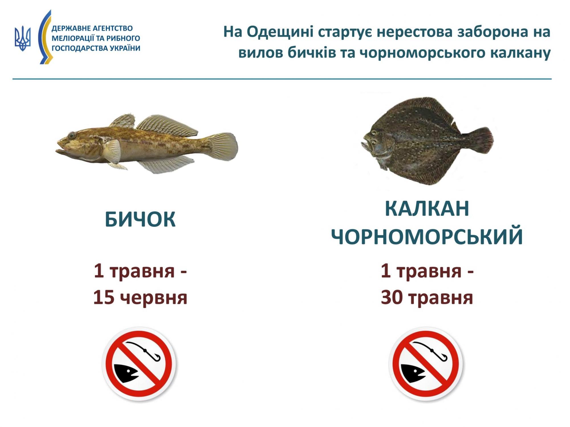 Українцям заборонили вилов деяких видів риб: що відомо