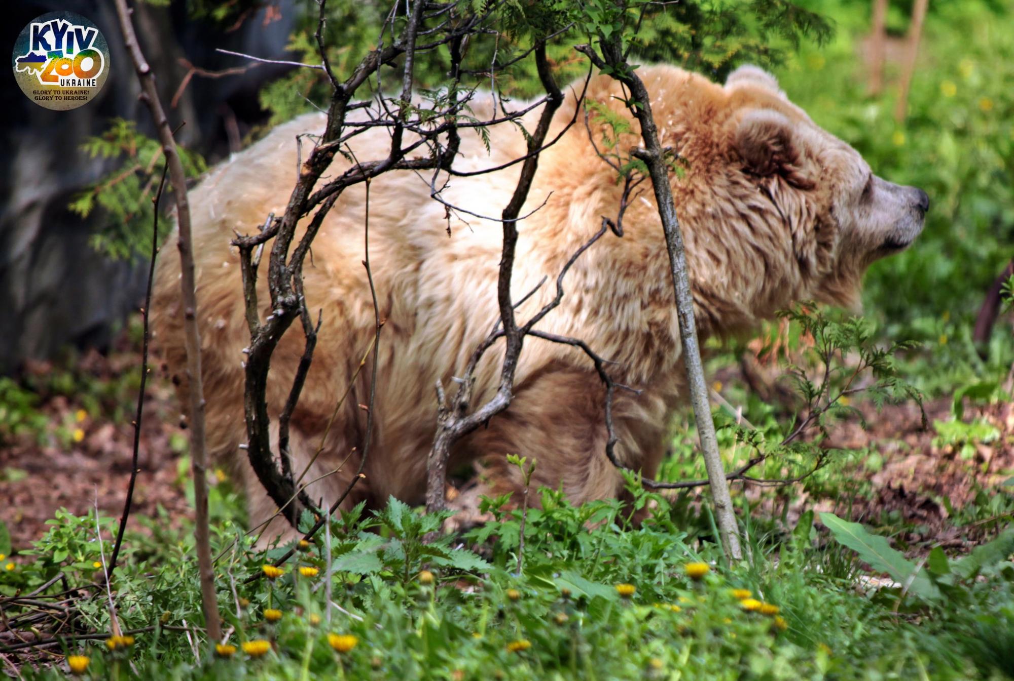 Мишки спали, а еноты не поняли: как на самом деле звери Киевского зоопарка пережили ракетную атаку