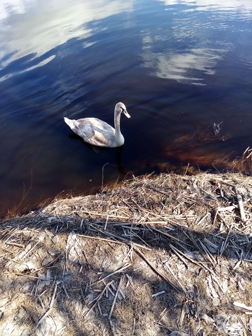 "Может и напасть": в Чернобыле показали птицу, которая не боится людей (фото)