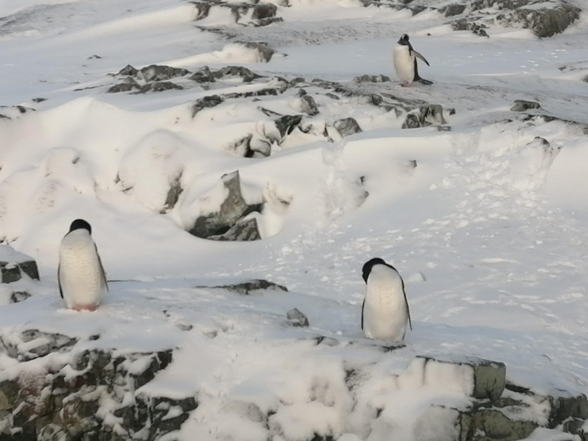 Пингвины, котики и слоны: смотрите, какие милые &quot;соседи&quot; живут рядом с украинскими полярниками (фото)