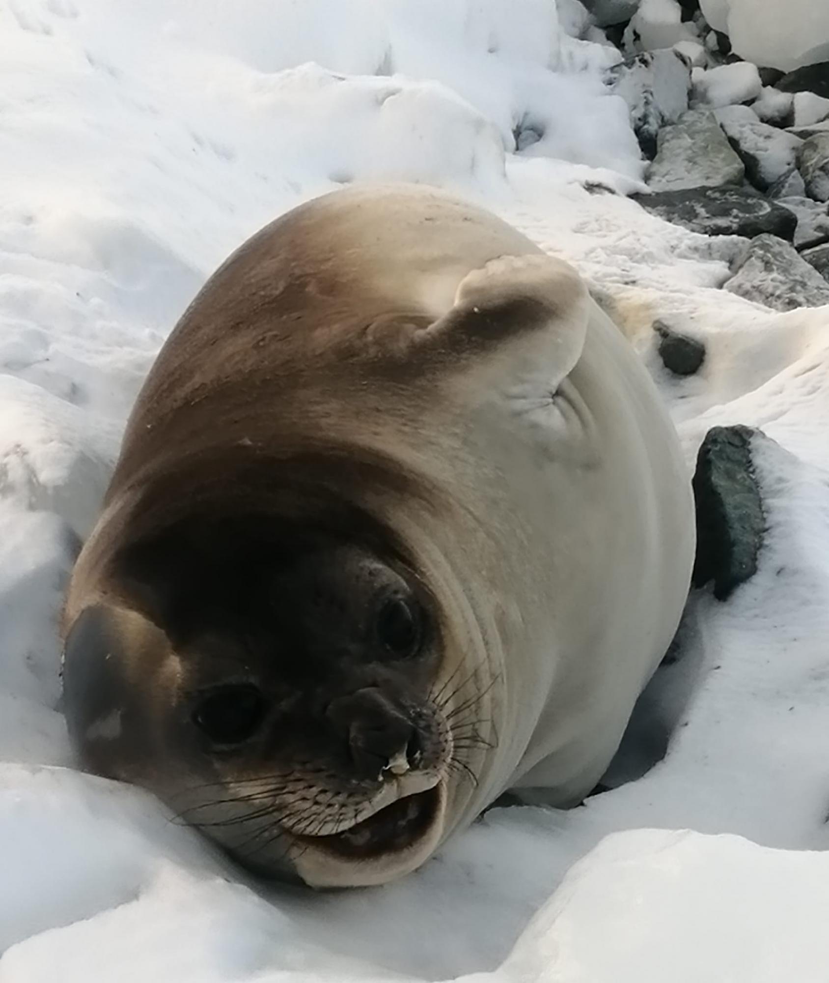 Пингвины, котики и слоны: смотрите, какие милые &quot;соседи&quot; живут рядом с украинскими полярниками (фото)
