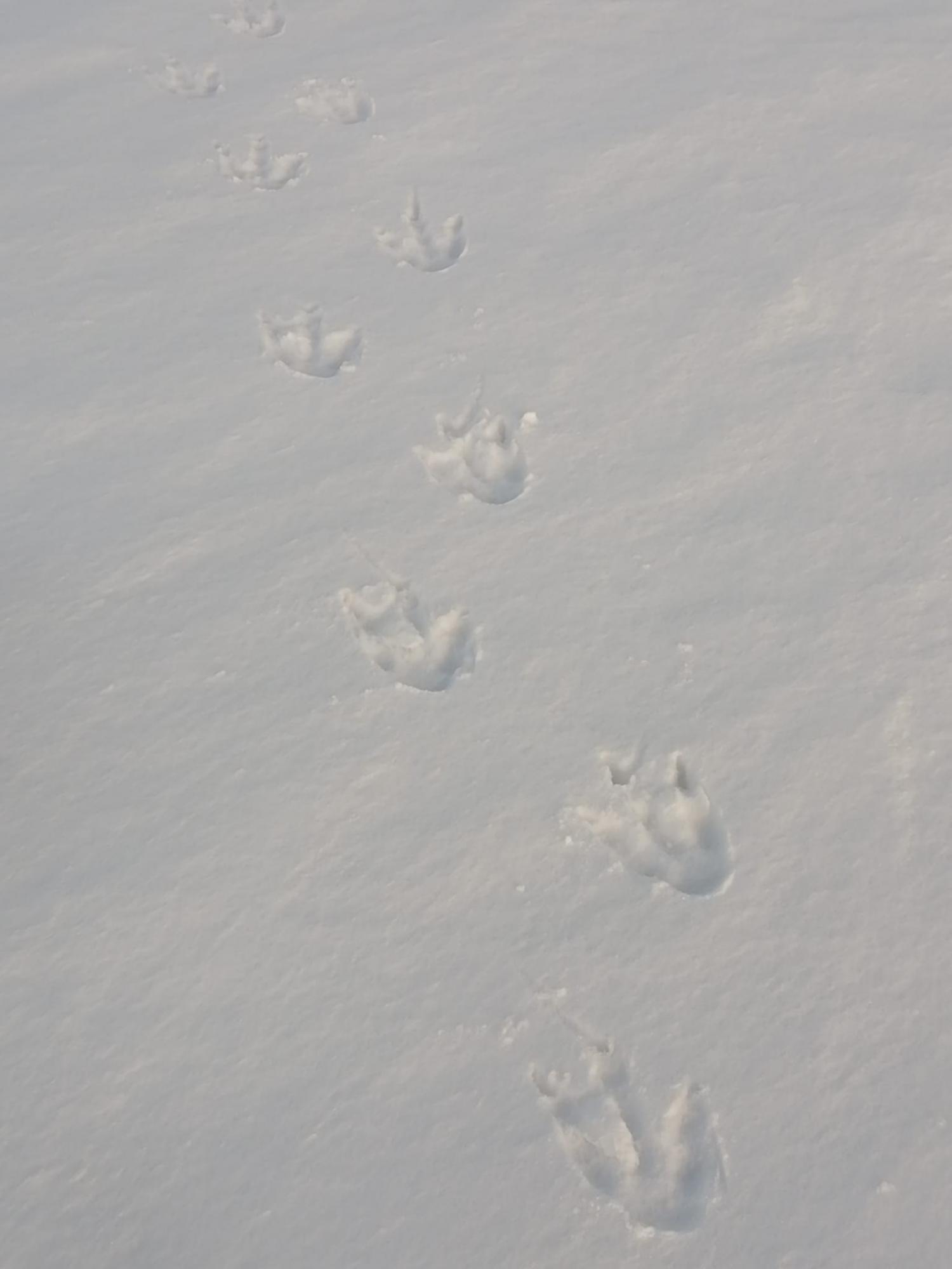 Пингвины, котики и слоны: смотрите, какие милые &quot;соседи&quot; живут рядом с украинскими полярниками (фото)