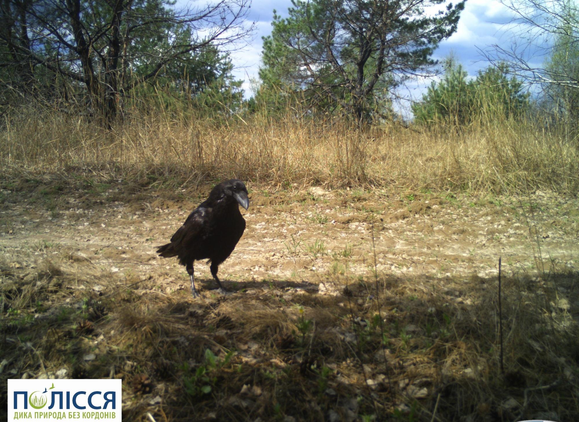 Может повторять слова. В Чернобыле &quot;засветился&quot; один из умнейших пернатых (фото)