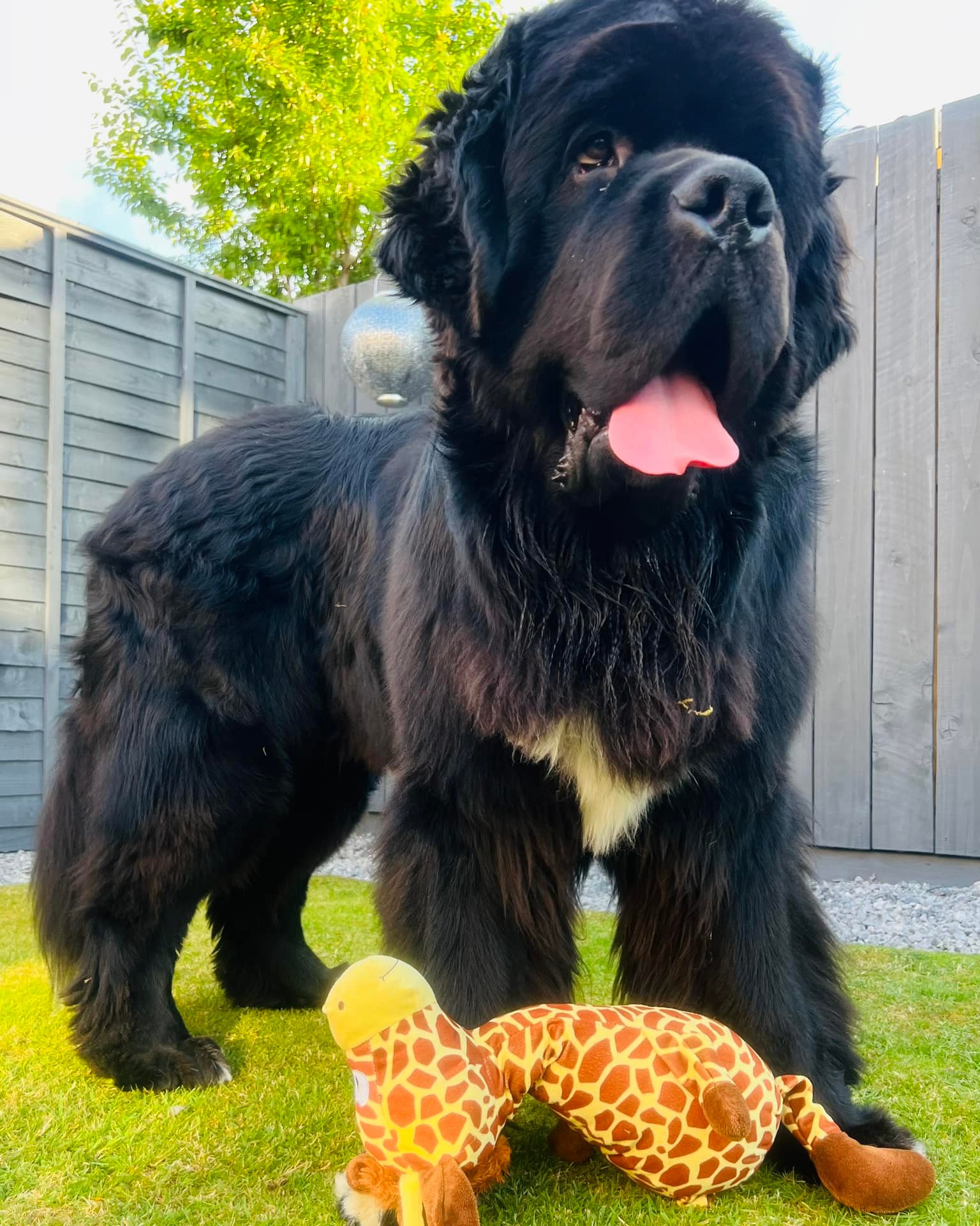 Малыш Шерман стал звездой сети: таких собачек вы точно не видели!