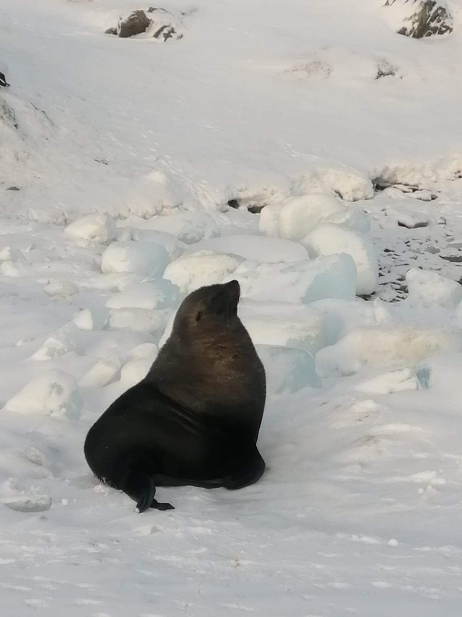 Пингвины, котики и слоны: смотрите, какие милые &quot;соседи&quot; живут рядом с украинскими полярниками (фото)