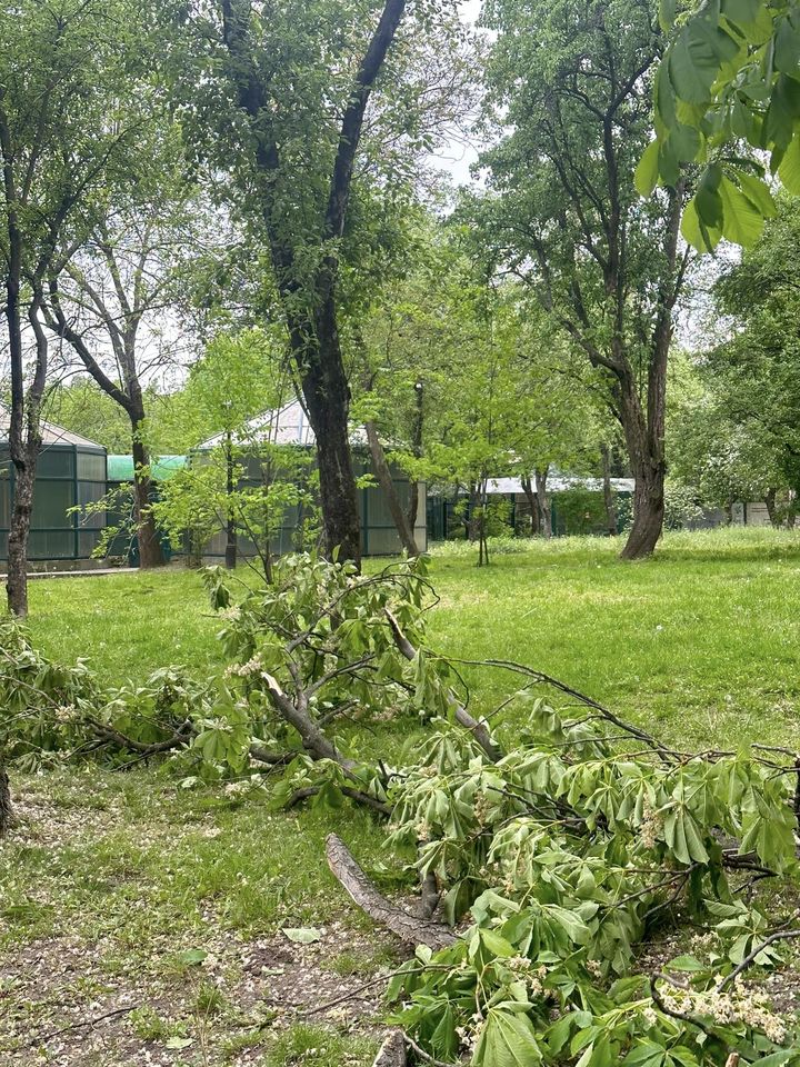 Тварин врятувало дерево: що зараз відбувається в київському зоопарку після падіння уламка (фото та відео)