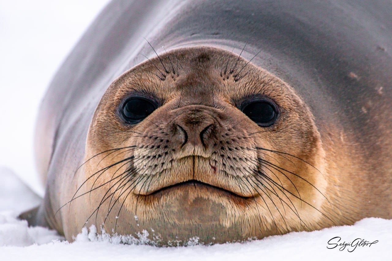 Таких фото Антарктиди ви точно не бачили! І таку листівку можна отримати поштою