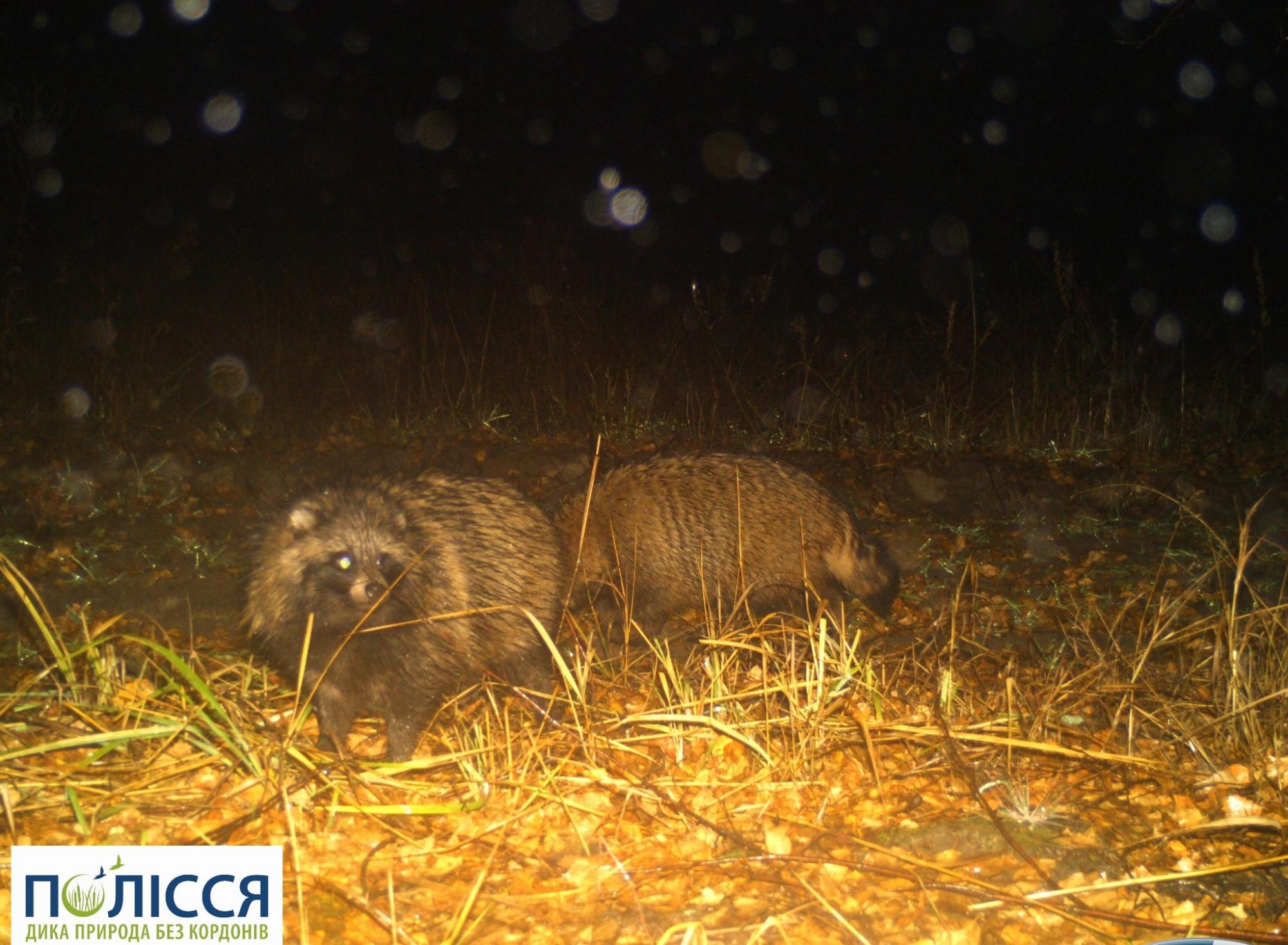 В Чернобыле показали всеядное животное, которое похоже на пса (фото)