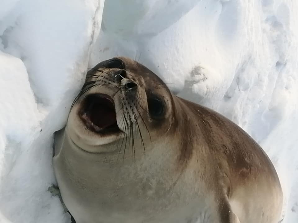 Пингвины, котики и слоны: смотрите, какие милые &quot;соседи&quot; живут рядом с украинскими полярниками (фото)