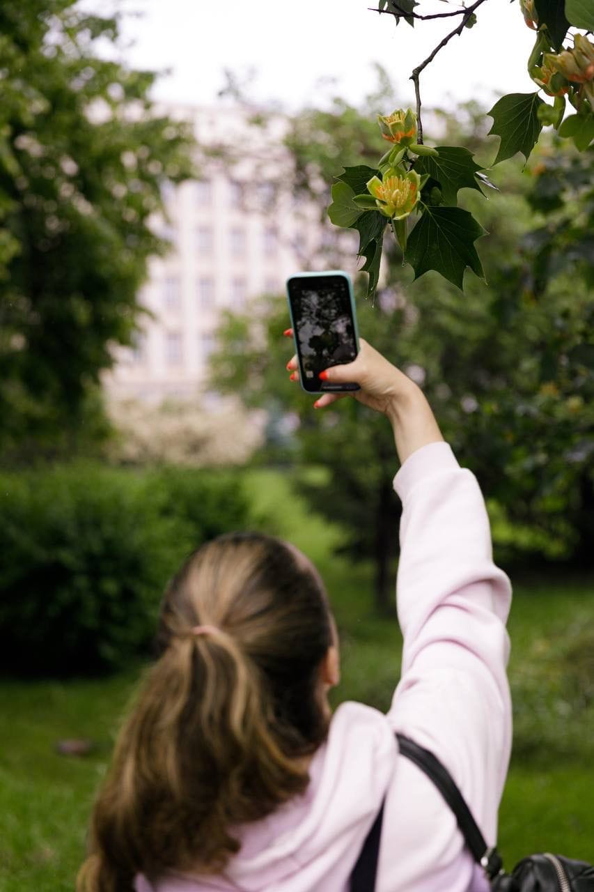 В Ужгороді розквітли екзотичні дерева, привезені до України 100 років тому (фото)
