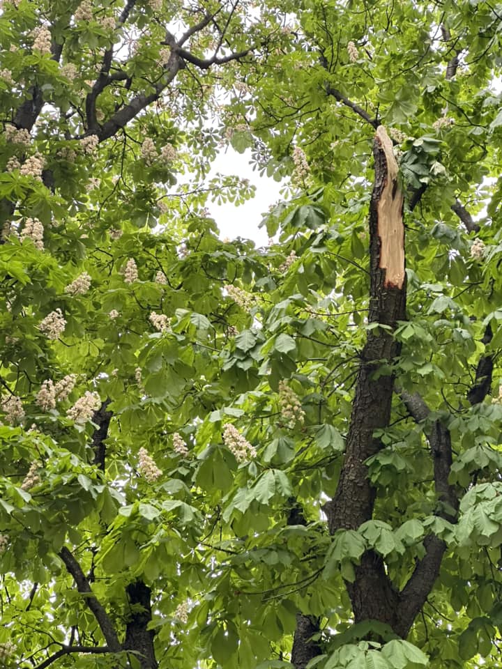 Тварин врятувало дерево: що зараз відбувається в київському зоопарку після падіння уламка (фото та відео)