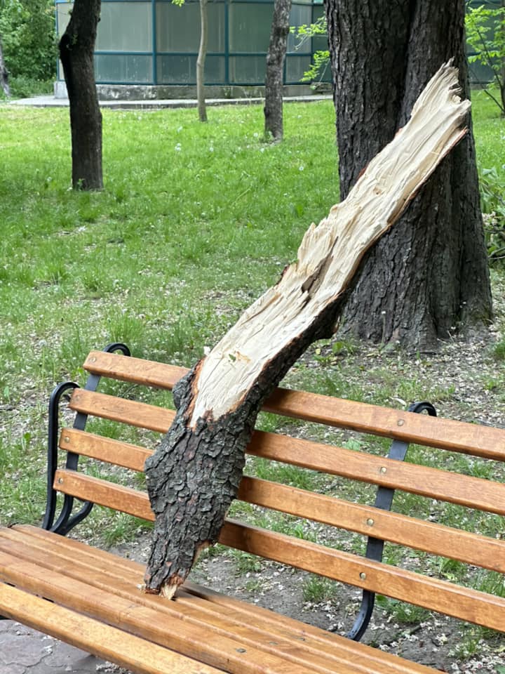 Тварин врятувало дерево: що зараз відбувається в київському зоопарку після падіння уламка (фото та відео)