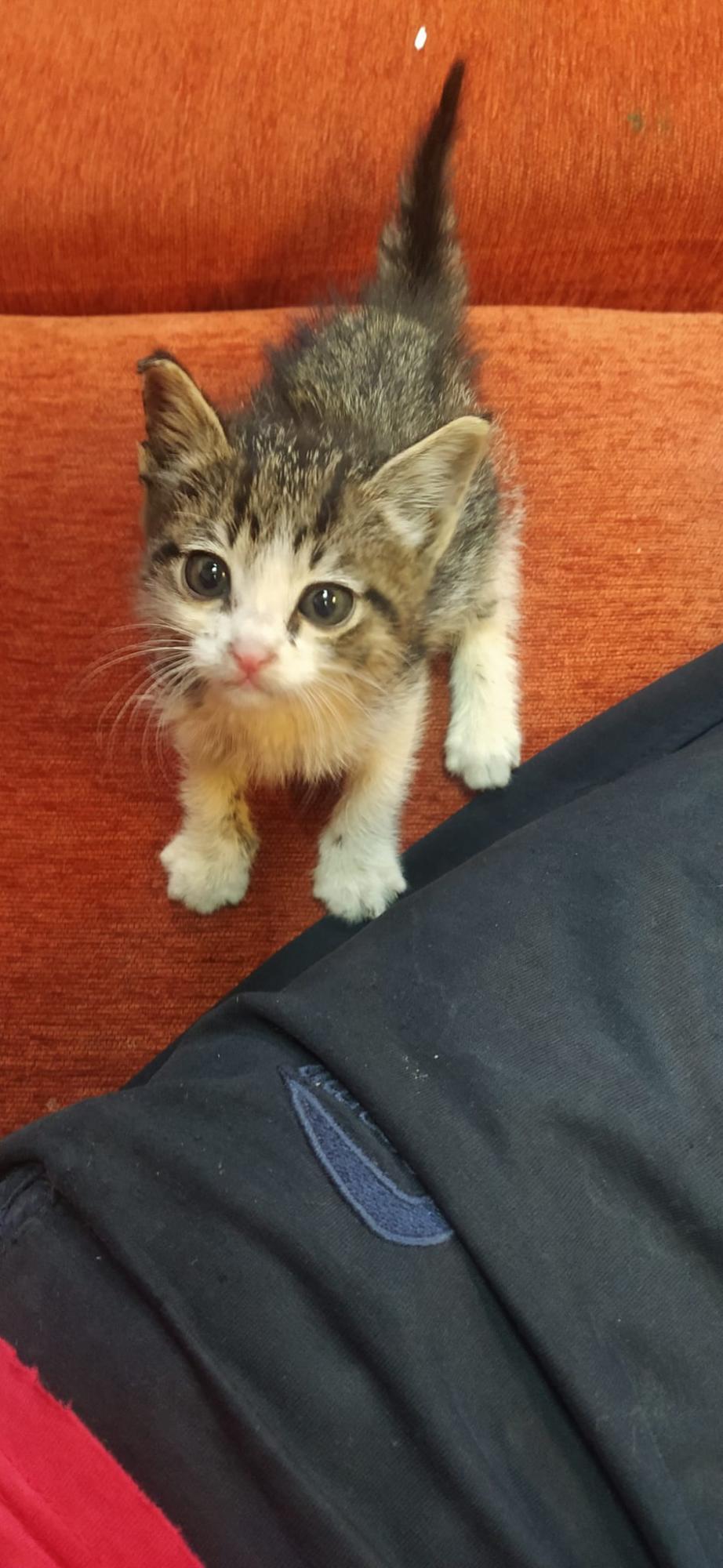 Українські моряки врятували кошеня, похованого під сотнями тонн металу у трюмі судна (фото)