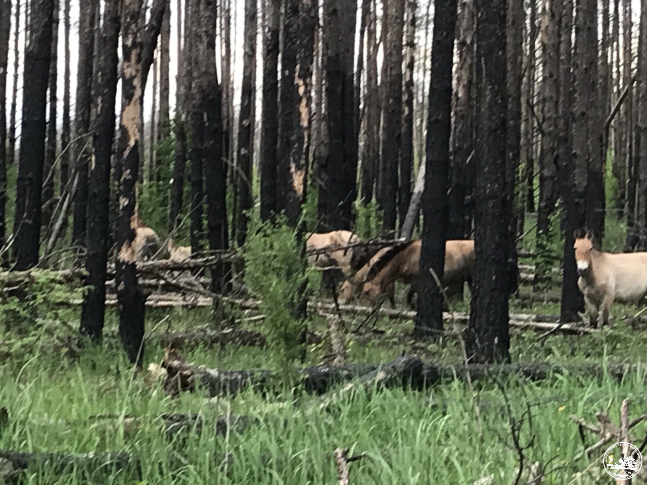 В Чернобыле показали животных, приспосабливающихся к любым условиям: впечатляющие фото