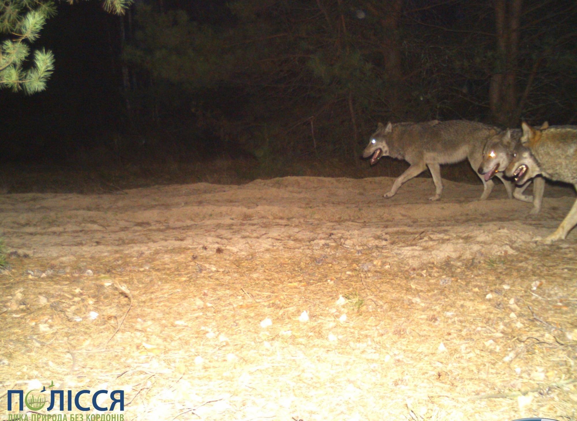 &quot;Можна дізнатися статус за хвостом&quot;: у Чорнобилі засвітилася розумна і сильна тварина (фото)