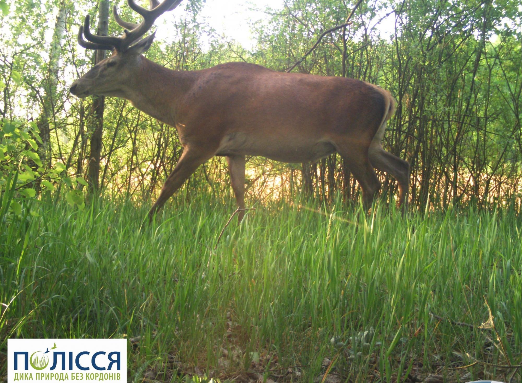 &quot;Не каждому хищнику по зубам&quot;: в Чернобыле показали смелое животное