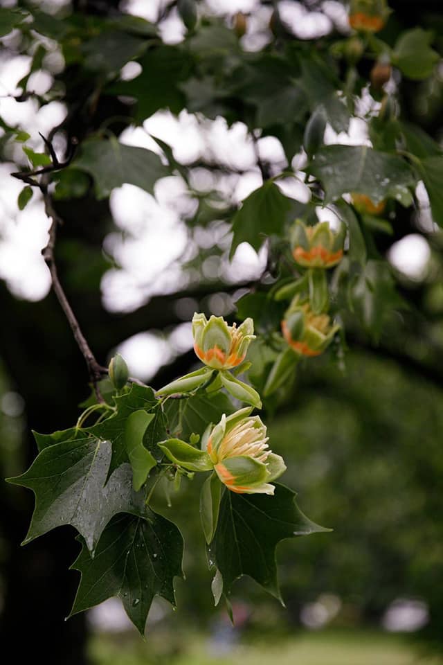 В Ужгороді розквітли екзотичні дерева, привезені до України 100 років тому (фото)