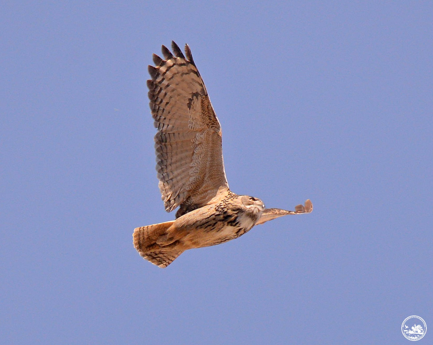 В Чернобыле заметили огромную птицу, которая поселилась прямо на градирне ЧАЭС