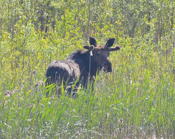"Вже виросли корони": у Чорнобилі показали величезних тварин