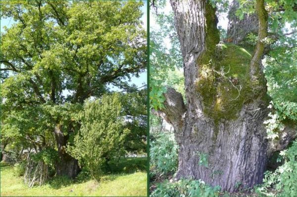 Где растет и как выглядит самое старое дерево Украины, которому 2000 лет