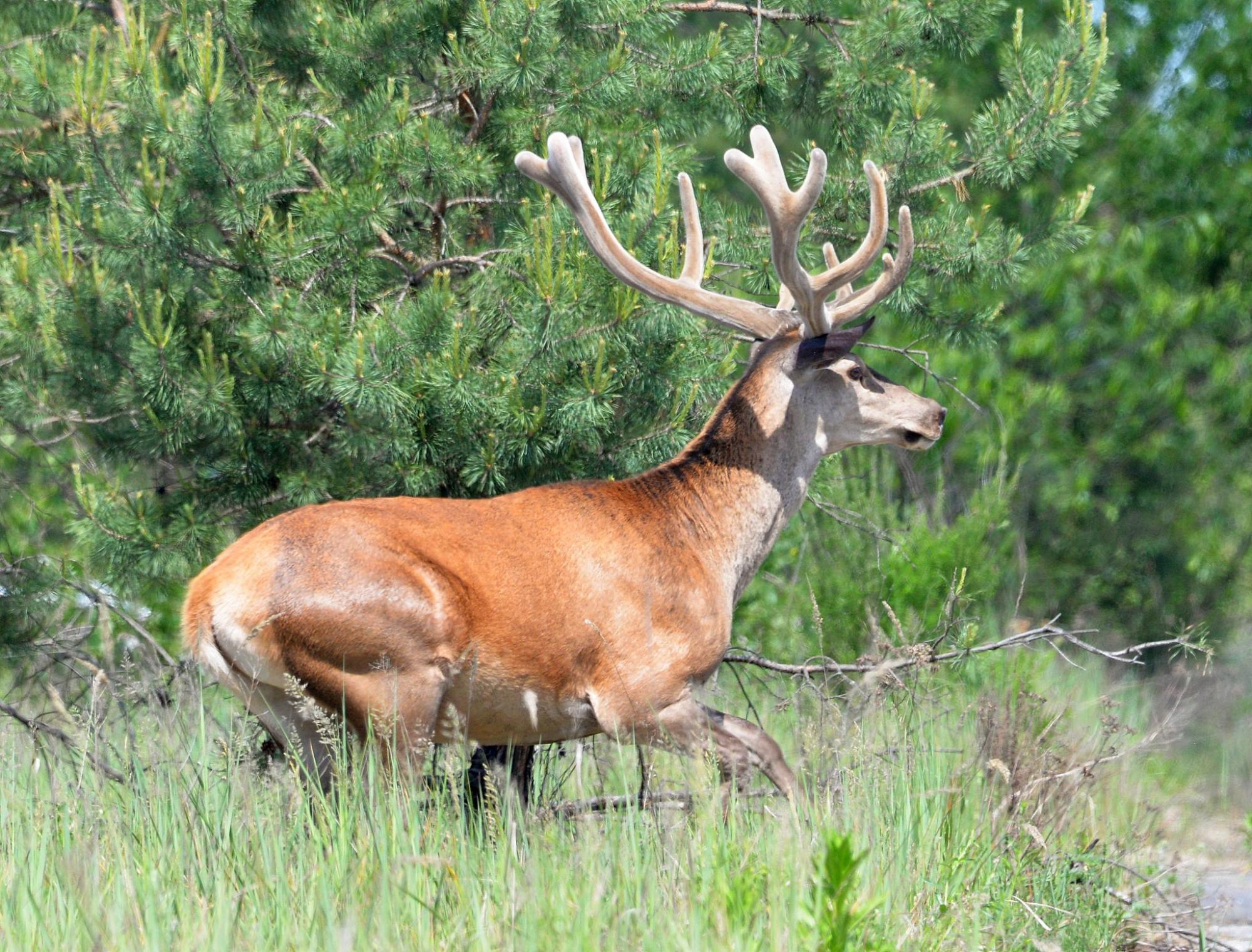 &quot;Вже виросли корони&quot;: у Чорнобилі показали величезних тварин